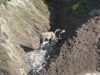 Caribou on the Snow